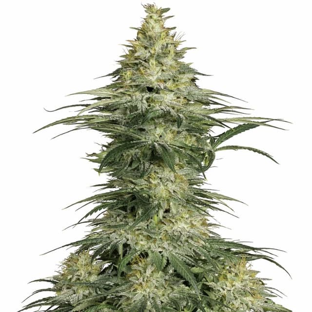 Emballage de graines de cannabis Sensi Star — Royal King Seeds France