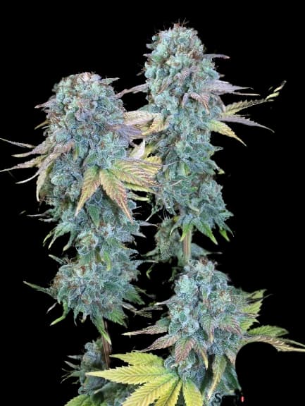Emballage de graines de cannabis Serious Happiness — Royal King Seeds France