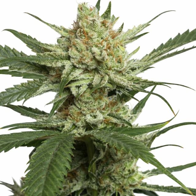 Emballage de graines de cannabis Strawberry Banana — Royal King Seeds France