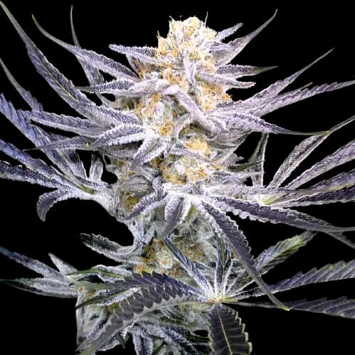 Emballage de graines de cannabis Strawberry Fields — Royal King Seeds France