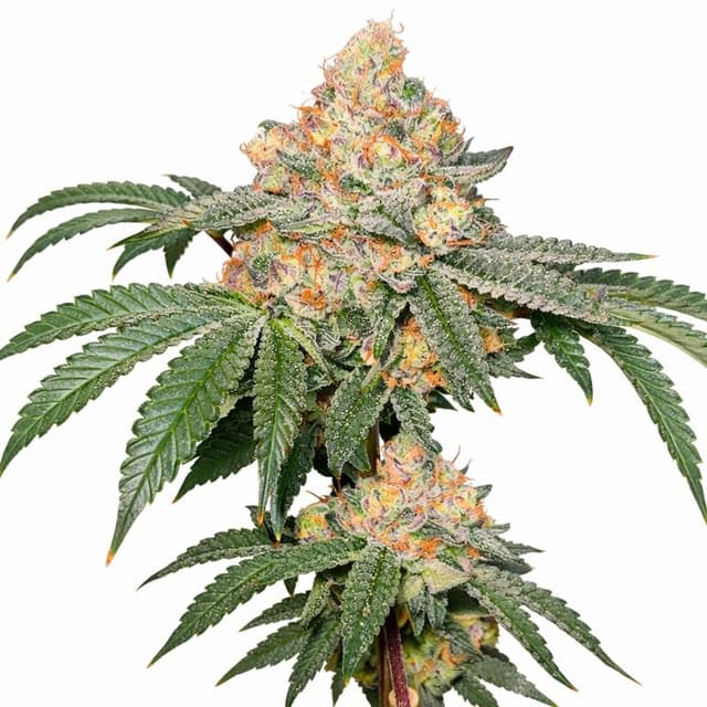 Emballage de graines de cannabis Strawberry Gary — Royal King Seeds France