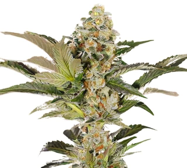 Emballage de graines de cannabis Super Blue Dream — Royal King Seeds France