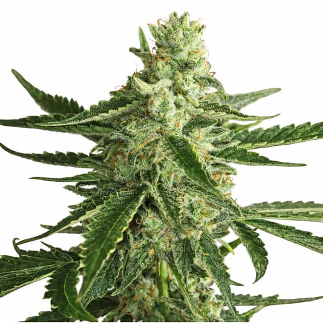 Emballage de graines de cannabis Super Green Crack — Royal King Seeds France