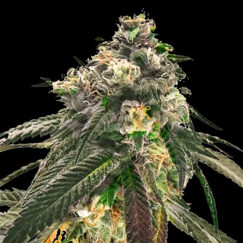 Emballage de graines de cannabis Sweet Diesel — Royal King Seeds France