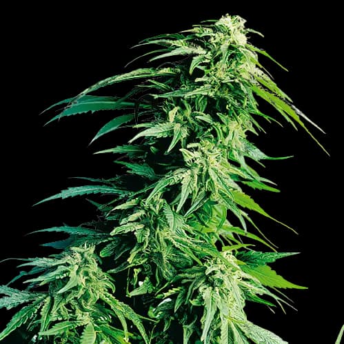 Emballage de graines de cannabis Sweet Lafayette — Royal King Seeds France