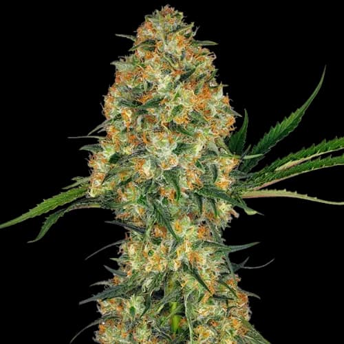 Emballage de graines de cannabis Sweet Nina — Royal King Seeds France