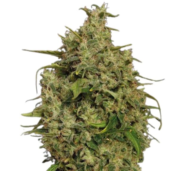 Emballage de graines de cannabis Sweet Tooth — Royal King Seeds France