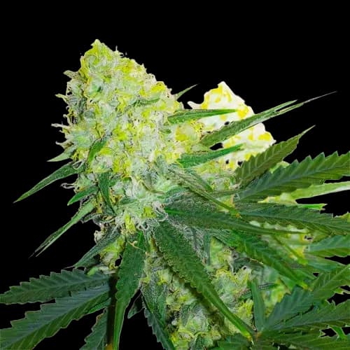 Emballage de graines de cannabis Tangerine Power — Royal King Seeds France