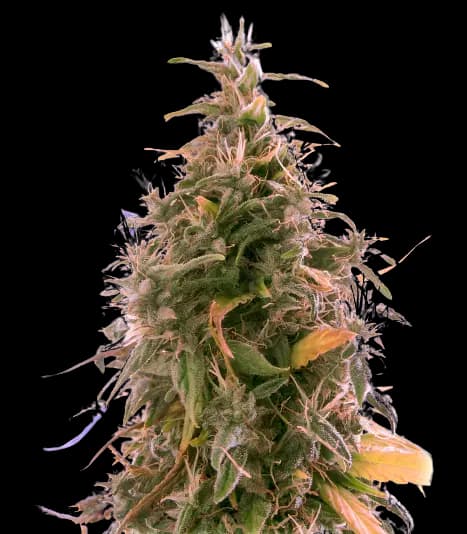 Emballage de graines de cannabis The Sister — Royal King Seeds France