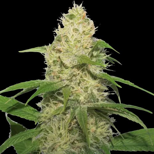 Emballage de graines de cannabis Training Day — Royal King Seeds France