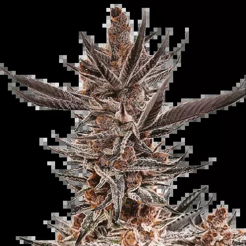 Tropicana Cookies Auto