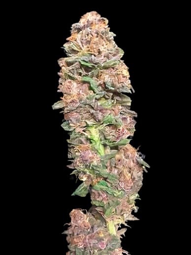 Emballage de graines de cannabis Vanilla Kush — Royal King Seeds France