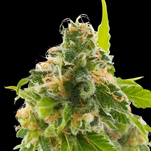 Emballage de graines de cannabis Watermelon — Royal King Seeds France