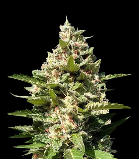Emballage de graines de cannabis White Kush — Royal King Seeds France