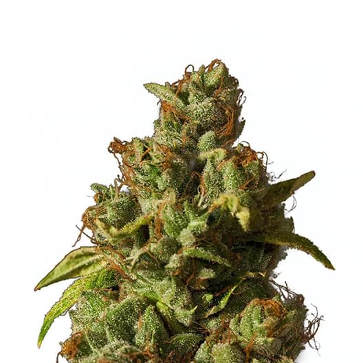 Emballage de graines de cannabis Afcrack — Royal King Seeds France