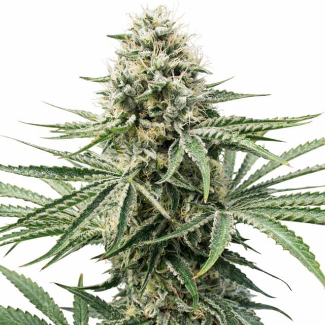 Emballage de graines de cannabis Amnesia Lemon — Royal King Seeds France