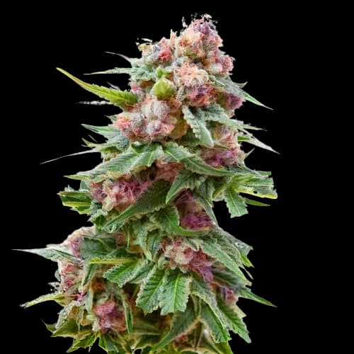 Emballage de graines de cannabis Anesthesia — Royal King Seeds France