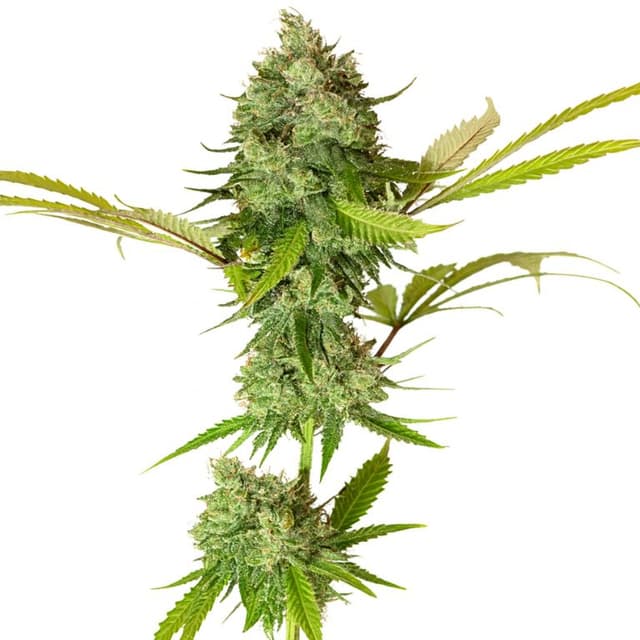 Emballage de graines de cannabis Apple Pie — Royal King Seeds France