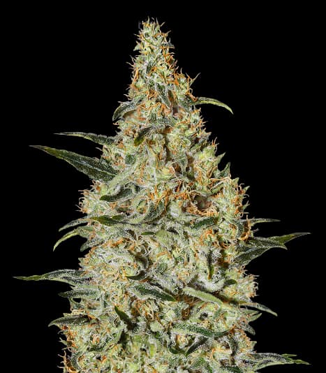 Emballage de graines de cannabis Bakerstreet — Royal King Seeds France