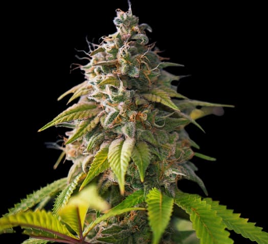 Emballage de graines de cannabis Banana Cream OG — Royal King Seeds France
