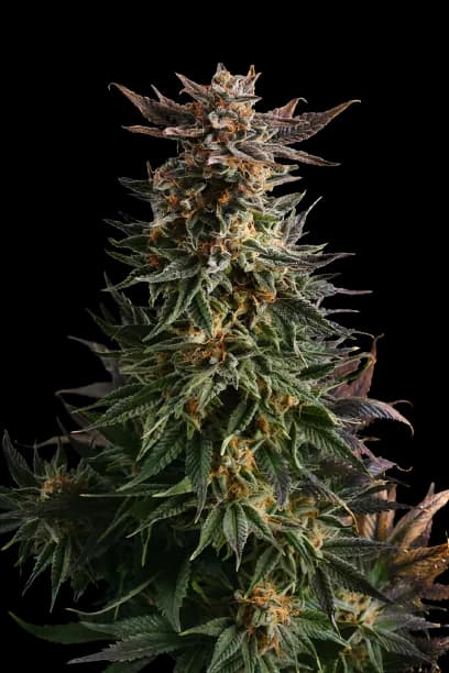 Emballage de graines de cannabis Big Band — Royal King Seeds France