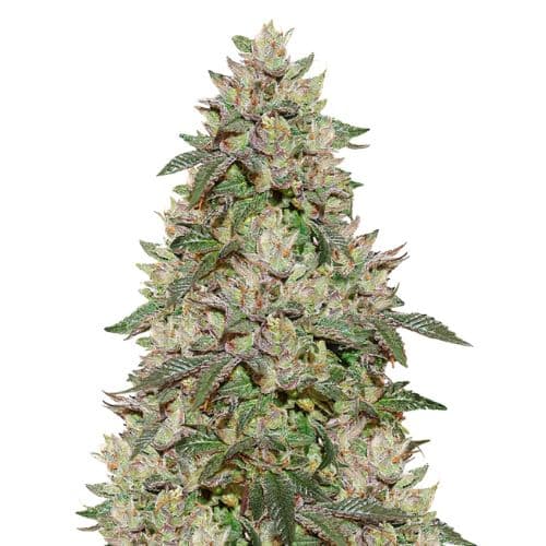 Emballage de graines de cannabis Birthday Cake Kush — Royal King Seeds France