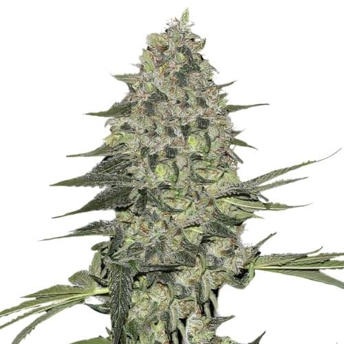 Emballage de graines de cannabis Black Bubba — Royal King Seeds France