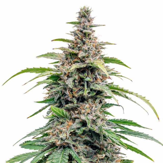 Emballage de graines de cannabis Bloos Kloos — Royal King Seeds France