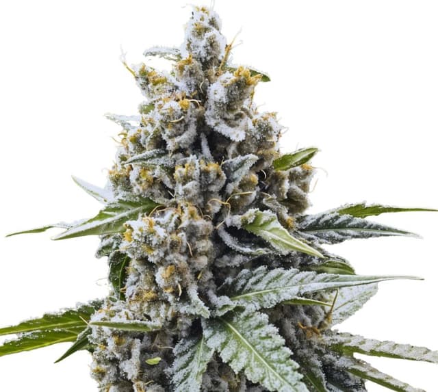 Emballage de graines de cannabis Blue Magoo — Royal King Seeds France