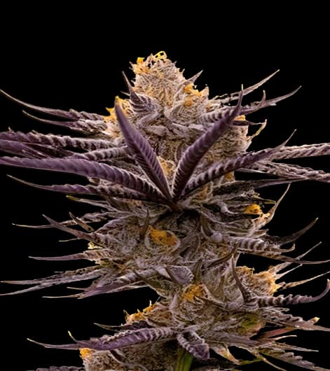 Emballage de graines de cannabis Blueberry Badazz OG — Royal King Seeds France