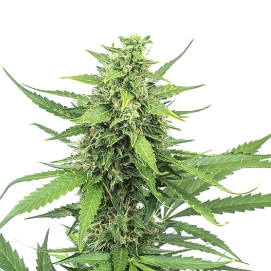 Emballage de graines de cannabis Bogart — Royal King Seeds France
