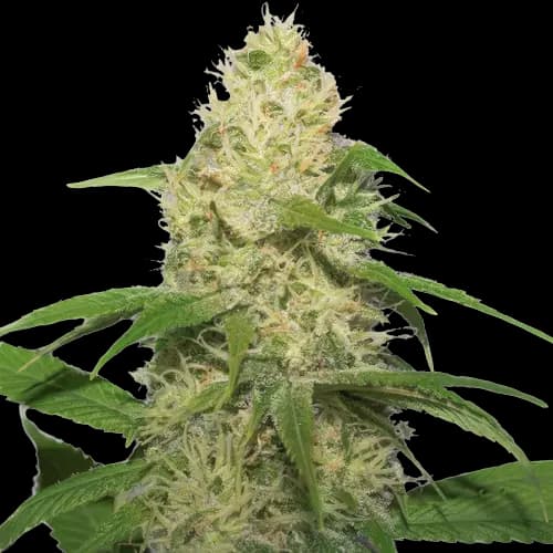 Emballage de graines de cannabis Bubbleberry — Royal King Seeds France