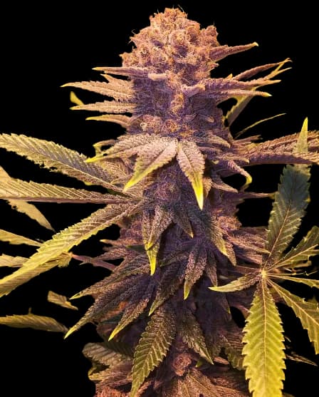 Emballage de graines de cannabis Buckeye Purple — Royal King Seeds France