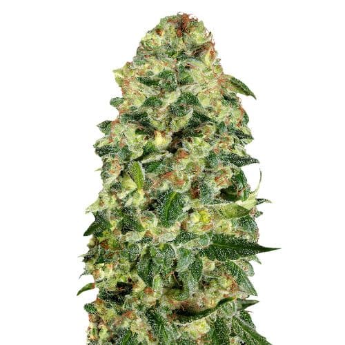 Emballage de graines de cannabis Cali Kush — Royal King Seeds France