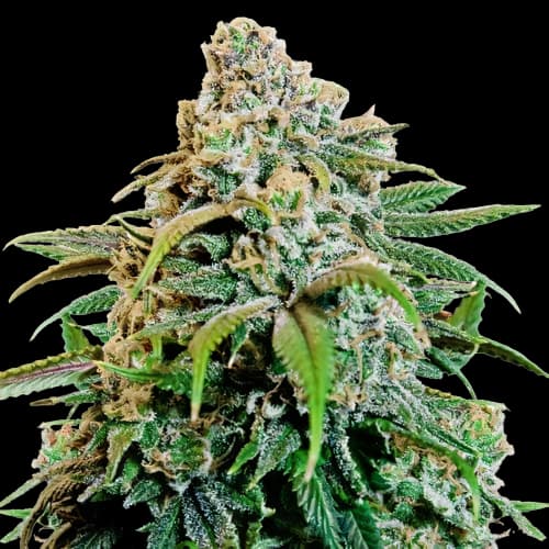 Emballage de graines de cannabis Canna-Tsu — Royal King Seeds France