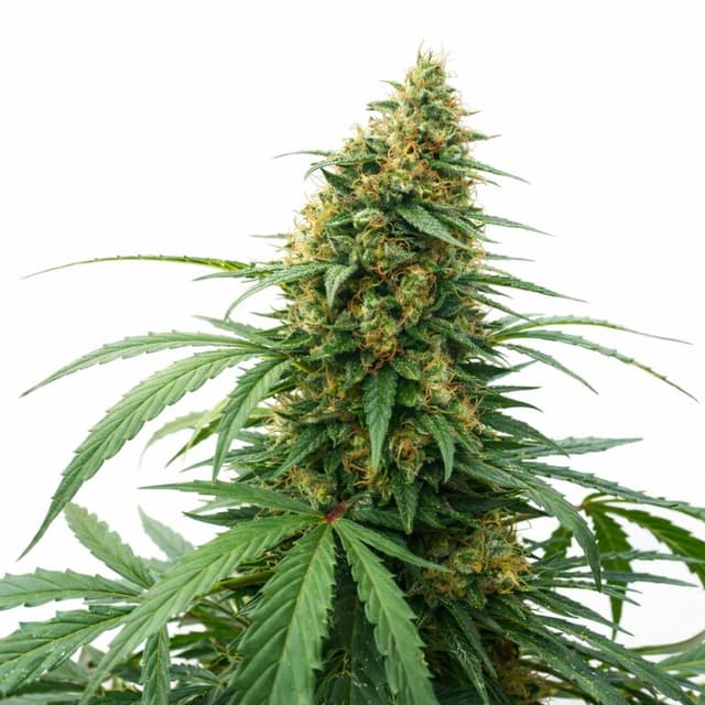 Emballage de graines de cannabis CBD Solomatic — Royal King Seeds France