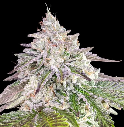 Emballage de graines de cannabis Chem Crush — Royal King Seeds France