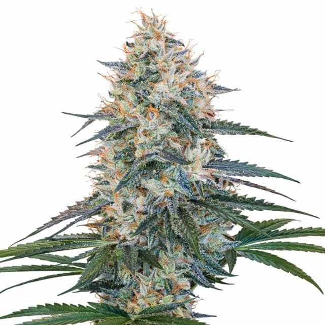 Emballage de graines de cannabis Chocolope Kush — Royal King Seeds France