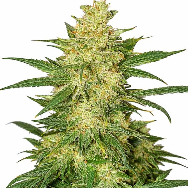 Emballage de graines de cannabis Colombian Gold — Royal King Seeds France