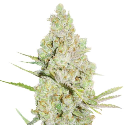Emballage de graines de cannabis Crystal Coma — Royal King Seeds France