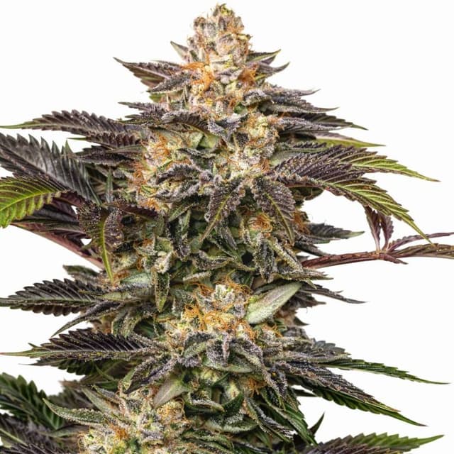 Emballage de graines de cannabis Fucking Incredible — Royal King Seeds France
