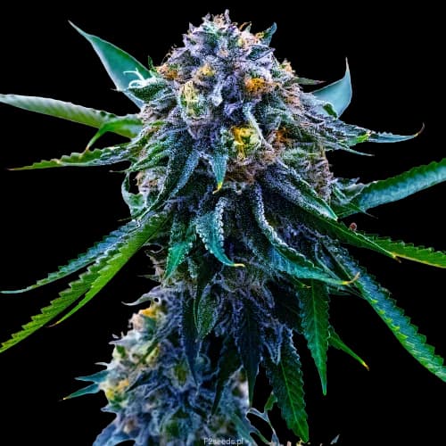 Emballage de graines de cannabis Grape Skunk — Royal King Seeds France