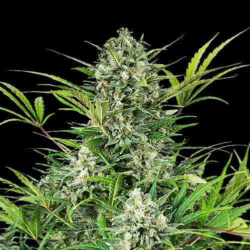 Emballage de graines de cannabis Pacific Blue — Royal King Seeds France