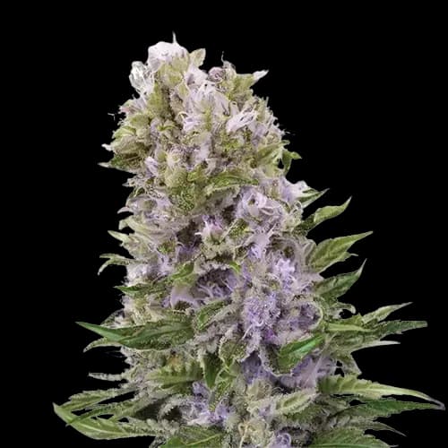 Emballage de graines de cannabis Purple Alien OG — Royal King Seeds France