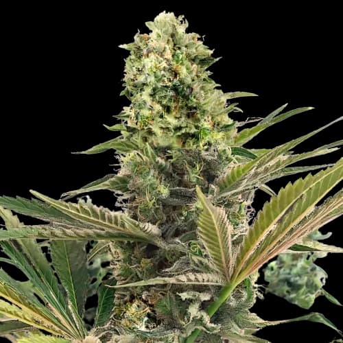 Emballage de graines de cannabis Purple Buddha — Royal King Seeds France