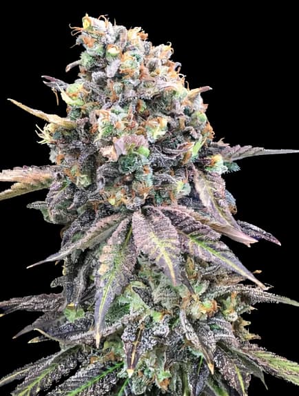 Emballage de graines de cannabis Purple Candy — Royal King Seeds France