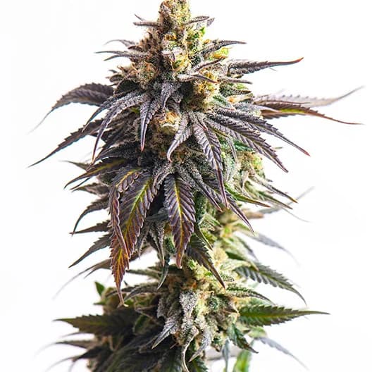 Emballage de graines de cannabis Purple Pantera — Royal King Seeds France
