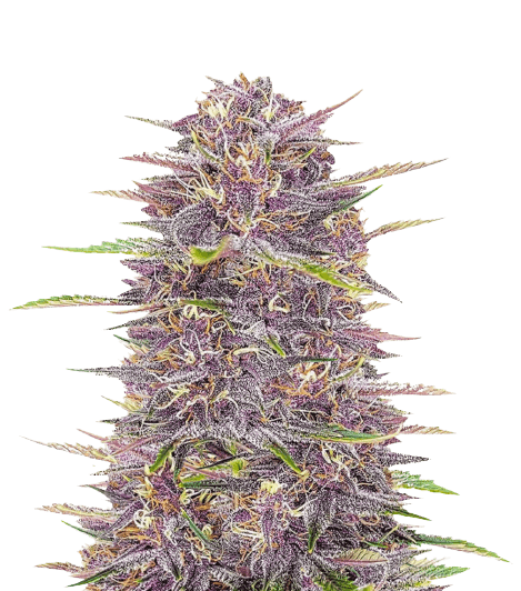 Emballage de graines de cannabis Purple Sour Diesel — Royal King Seeds France