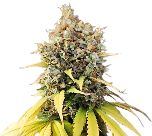 Emballage de graines de cannabis Quin-N-Tonic — Royal King Seeds France