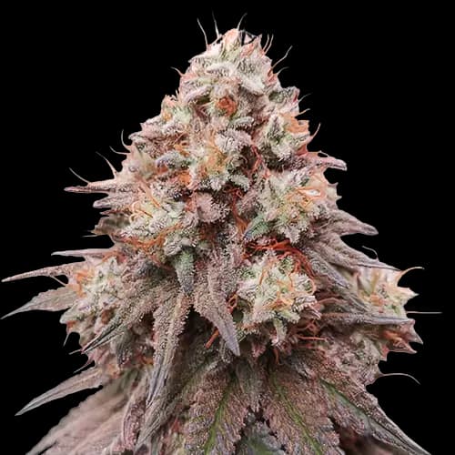 Emballage de graines de cannabis Rainbow Glue — Royal King Seeds France